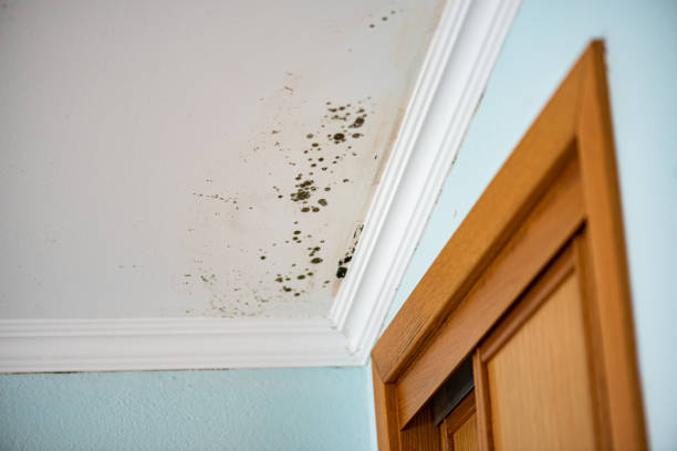 Best Mold Damage Repair  in Tamarac, FL