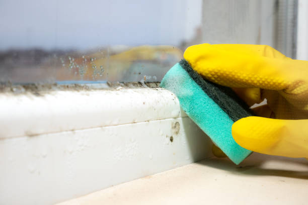 Best Attic Mold Removal  in Tamarac, FL