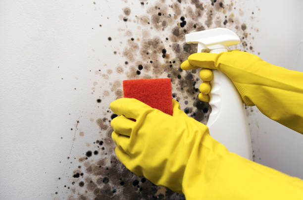 Professional Mold Removal in Tamarac, FL
